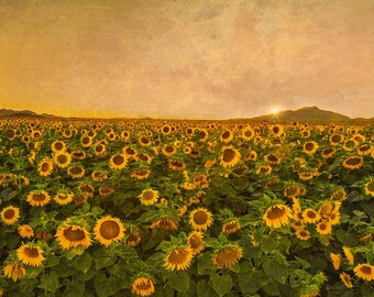 Sunflower Field Sunset Print – Golden Hour Landscape Photography – Fine Art Nature Wall Art