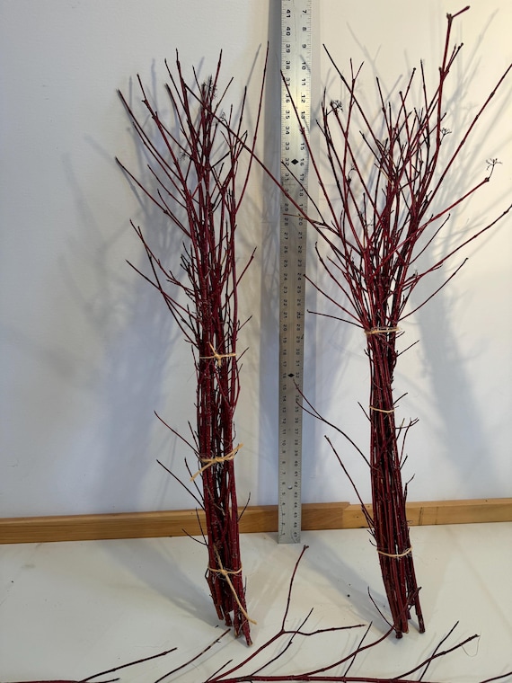 20 Red twig dogwood twigs fresh cut stems floral Arrangements Decor