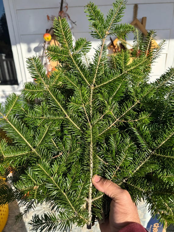 Premium Balsa Fir Tips | Free Ship | Extra Pounds Just 5 per lb