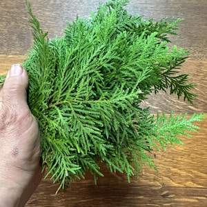 fresh northern White Cedar tips medicine incense smudge potpourri and craft work