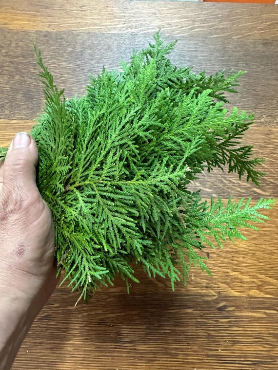fresh northern White Cedar tips medicine incense smudge potpourri and craft work