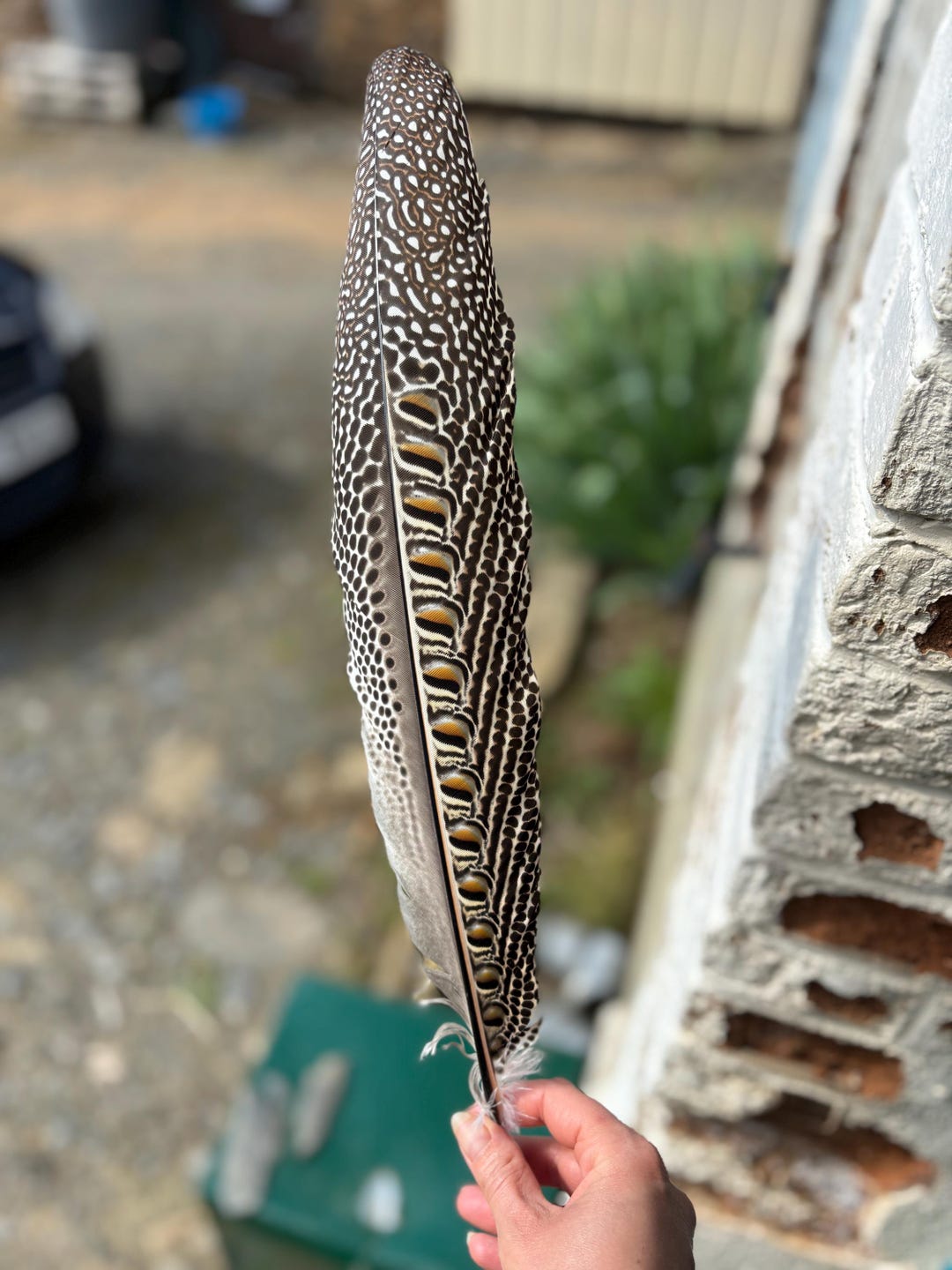 Argus Pheasant Tertial Feathers - Etsy Canada