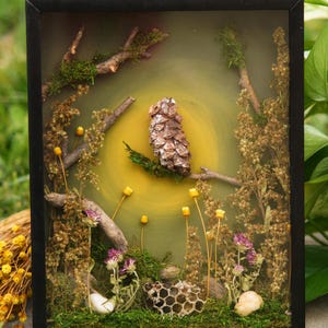 May include: A framed nature diorama featuring a pinecone perched on a branch, set against a yellow backdrop. The scene includes moss, dried flowers, and small stones, creating a miniature forest landscape. The frame is black.