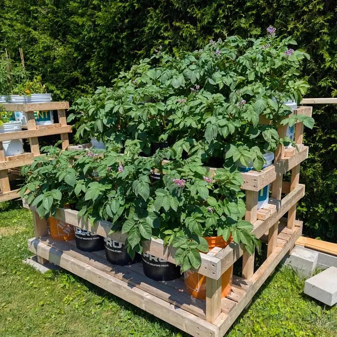 DIY 12-bucket Garden Stand Plans 5-gallon: Tiered Wood Frame (digital ...