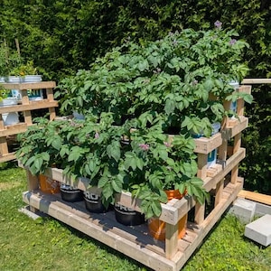 Könnte beinhalten: Ein mehrstöckiger Holzpflanzer mit Kartoffelpflanzen. Die Pflanzen, in schwarzen und orangefarbenen Eimern, sind auf einer Holzkonstruktion angeordnet. Das Bild wird im Freien aufgenommen, mit einem Hintergrund aus grünem Laub.