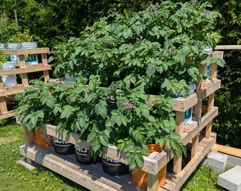 DIY 12-Bucket Garden Stand Plans 5-Gallon: Tiered Wood Frame (Digital PDF Download)