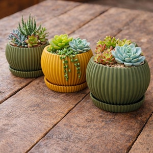 May include: Three small, round, ribbed ceramic planters in shades of green and yellow, each holding a variety of succulents. The planters sit on matching saucers, arranged on a rustic wooden surface.
