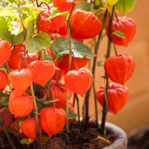 Könnte beinhalten: Nahaufnahme einer Topfpflanze mit leuchtend orangefarbenen Lampionblumen. Die herzförmigen Blüten hängen an dünnen Stielen, umgeben von grünen Blättern. Der Hintergrund ist ein warmes, verschwommenes Orange.