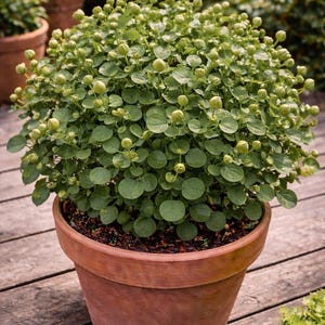 Caper bush (spice) heirloom seeds Combined shipping