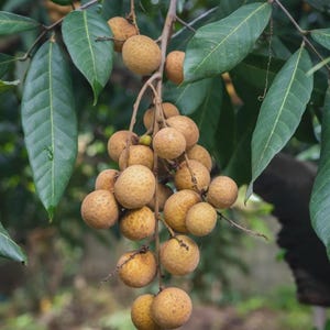 Longan fruit tree seeds, Dimocarpus longan Combined shipping