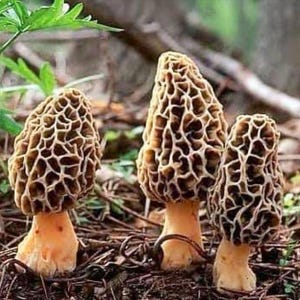 Puede incluir: Tres setas de colmena con un sombrero en forma de panal y un tallo amarillo pálido. Las setas están en un entorno natural con plantas verdes y hojas marrones. Los sombreros son de color marrón claro.