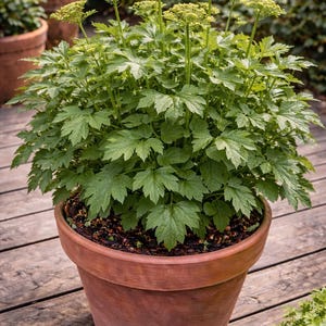 Magerkraut, Levisticum officinale Samen, Kombiversand