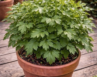 Semillas de apio de monte, semillas de hierba Levisticum officinale, envío combinado