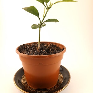 Orange seeds Combined shipping