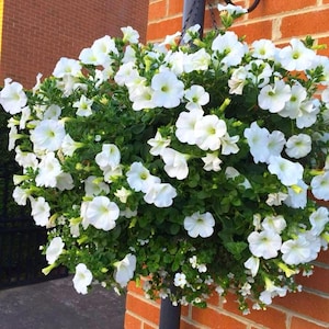Peut inclure: Un panier suspendu débordant de fleurs de pétunias blanches. Les fleurs en forme de trompette sont entourées de feuillage vert. Le panier est suspendu à un support en métal noir contre un mur de briques rouges.