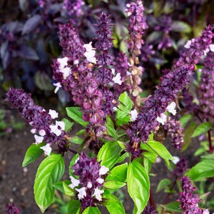 Spire Lavander Basil, Ocimum basilicum heirloom herb seeds - Combined shipping