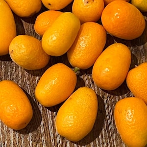 kumquat seeds, citrus fruit tree Combined shipping