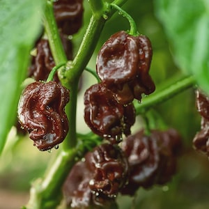 Habanero-erfstukzaden met chocoladehabanero, gecombineerde verzending