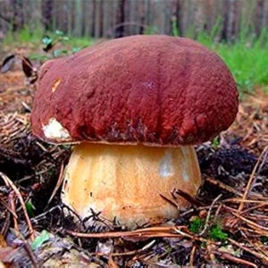 Mycel av tallsoppsvamp, Boletus pinophilus-pellets - kombinerad frakt