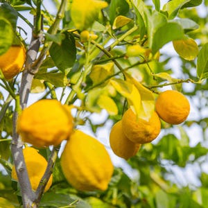 Eureka lemon tree heirloom seeds Combined shipping