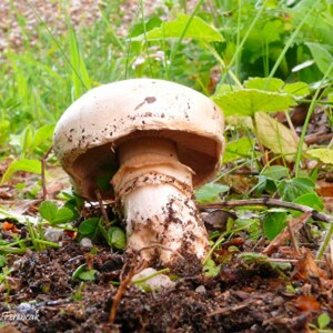 Op de afbeelding: Een close-up van een grote paddenstoel met een lichtbruine hoed en een dikke, witte steel. De paddenstoel is omgeven door groen gras, bladeren en aarde. De hoed heeft kleine bruine vlekken.