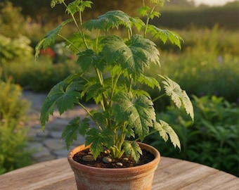 SEEDS Wilder Sellerie, Angelica Archangelica Kräutersamen, Kombiversand