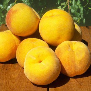 Elbert Clingstone heirloom peach seeds Combined shipping