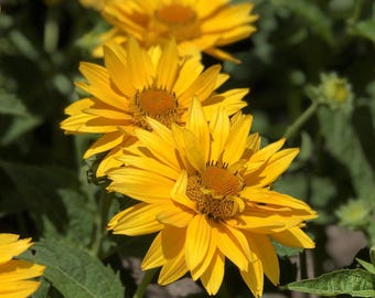 SEEDS Yellow false sunflower, Rough Oxeye seeds - Combined shipping