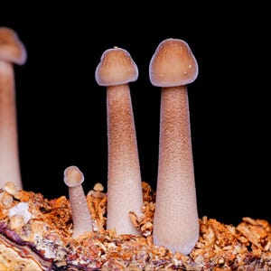 Könnte beinhalten: Nahaufnahme von mehreren Pilzen mit braunen Stielen und Kappen, die aus einer Holzspäne-Unterlage wachsen. Die Pilze sind unterschiedlich groß, vor dunklem Hintergrund.
