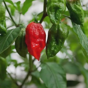 May include: Close-up of a chili pepper plant with green leaves and several peppers. One pepper is bright red, while others are green. The peppers have a wrinkled texture. The plant is outdoors.