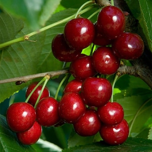 NASIONA Bing wiśnia 5 nasion Wysyłka łączona