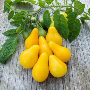 Yellow Pear heirloom tomato seeds Combined shipping