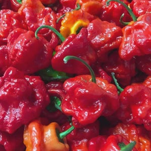 May include: A close-up shot of a pile of red, ripe chili peppers with green stems. Some peppers have an orange hue. The peppers have a bumpy texture and a glossy sheen, suggesting freshness. The image is well-lit, highlighting the vibrant colors.