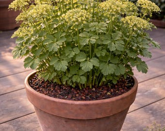 SEEDS Liebstöckel, Alexanders. Smyrnium olusatrum Küchenkraut Samen, Kombiversand