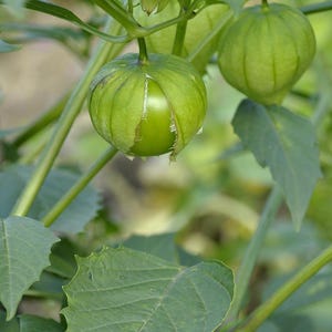 Puede incluir: Primer plano de tomatillos creciendo en una planta. Los tomatillos son verdes y están envueltos en una cáscara de papel. Las hojas y los tallos también son verdes, creando una escena natural. La imagen destaca los productos frescos.