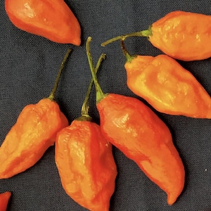 May include: Close-up of several bright orange habanero peppers with green stems. The peppers are arranged on a dark blue surface. The peppers have a wrinkled texture and a vibrant color.