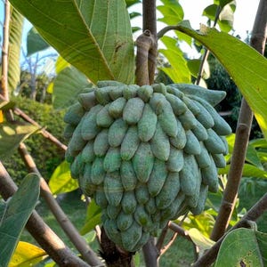 Seeds of Atemoya Tree - Sugar apple x Cherimoya hybrid