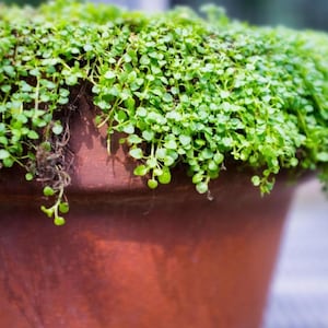 Semillas de menta corsa, menta mini Mentha requienii, semillas de variedad antigua en pellets. - Envío combinado
