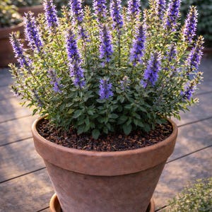 SEEDS Blue Hyssop, Hyssopus officinalis heirloom culinary herb 100 seeds - Combined shipping