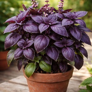 Può includere: Una pianta di basilico viola in vaso di terracotta. Le foglie sono di un viola intenso e i fiori sono piccoli e viola. Il vaso è posto su una superficie di legno, con uno sfondo verde sfocato.