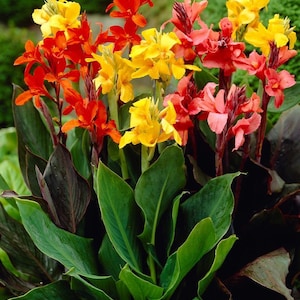Puede incluir: Primer plano de flores de caña, con vibrantes colores. Las flores, que van del amarillo al rojo pasando por el naranja, destacan sobre un fondo de grandes hojas verdes y follaje oscuro. Una imagen de la naturaleza.