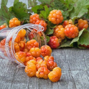 Cloudberry seeds