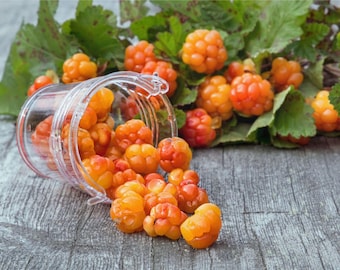 NASIONA Moroszka 5 nasion Wysyłka łączona