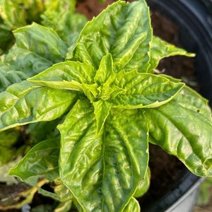 Toscano Basil, Ocimum basilicum heirloom herb seeds, Combined shipping