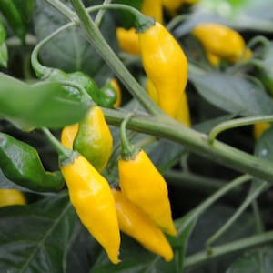 May include: Close-up of a pepper plant with vibrant yellow peppers and green leaves. The peppers have a curved shape and are clustered together on the plant's stems. The image showcases the natural colors and textures of the peppers and foliage.