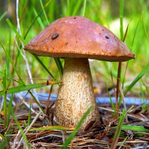 May include: A wild mushroom featuring a smooth, rounded, light brown cap and a thick, cylindrical stalk with a textured, speckled surface. The mushroom stands upright, displaying a distinct contrast between the solid cap and the mottled stem.