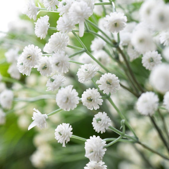 Baby's Breath Flower Seeds - Combined Shipping - Etsy Israel