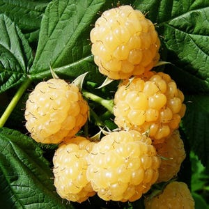 yellow raspberry heriloom seeds Combined shipping