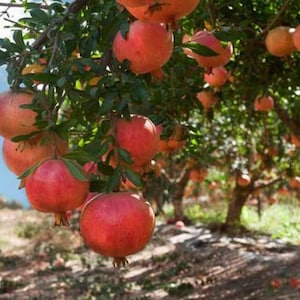 SAMENWunderschöner Granatapfel Obstbaumsamen Kombiversand