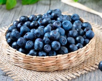 NASIONA. Nasiona borówki leśnej, Vaccinium myrtillus, Wysyłka łączona